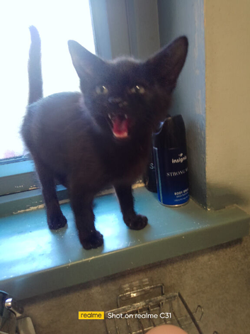 Black kitten
