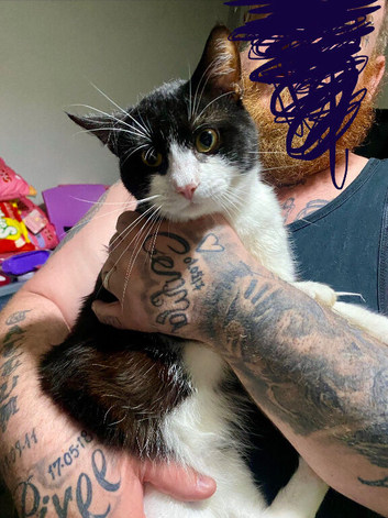 2 boy cats