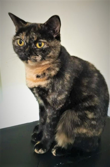 For Tortoise Shell Cats lovers. Ready on July.
