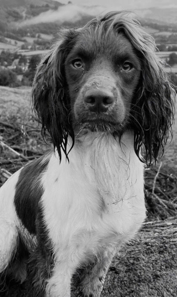 Kc registered English springer spaniel pups