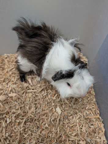Adorable baby Guinea pigs for sale.