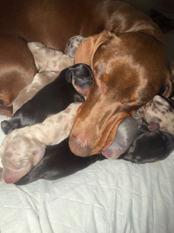 Daschaund puppies