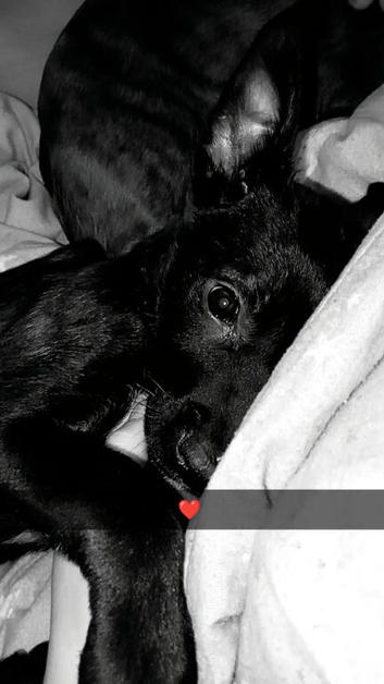 Belgain Malinois X cane corso