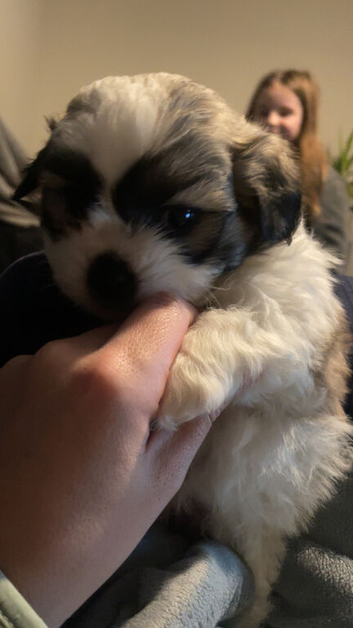 Shi tzu mixed bichon frise