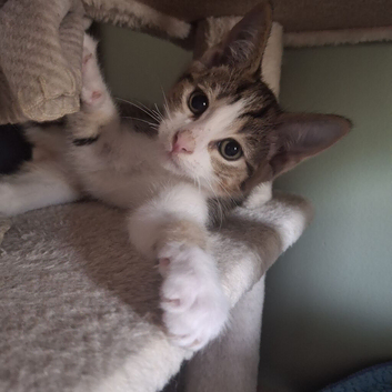 2 boy kittens looking for new home
