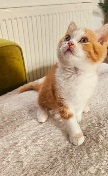 Beautiful Home-Raised BSH & Selkirk Rex Kittens