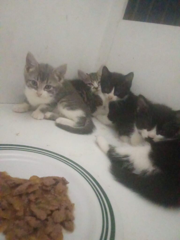 Kittens for sale