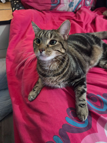 Cat for sale