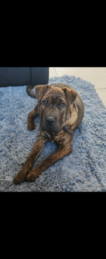 Shar pei x Cane corso
