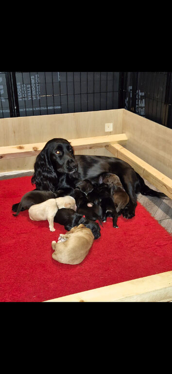 8 Beautiful Working Cocker Spaniel Puppies