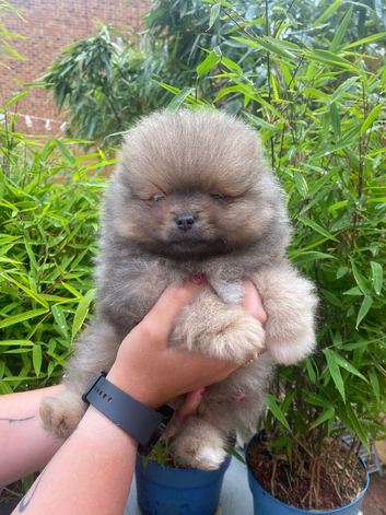 Beautiful KC tiny Pomeranian
