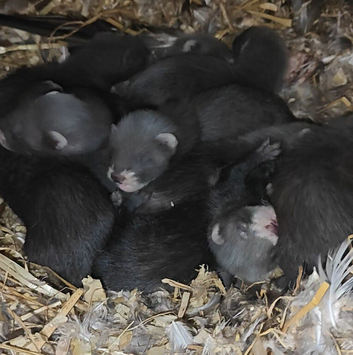 EU X black ferret