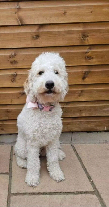 Beautiful healthy puppies Australian Labradoodle