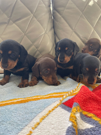 Dachshund puppys