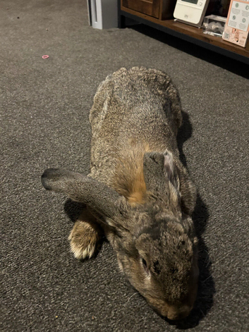 5 month old continental giant