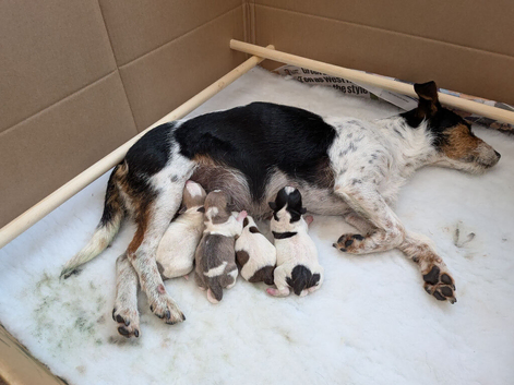 Jack Russell Bitch puppy