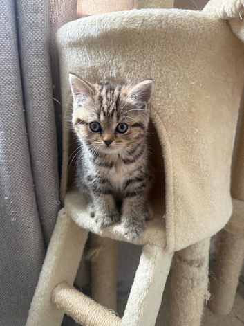 3 adorable scottish straight kittens remaining️
