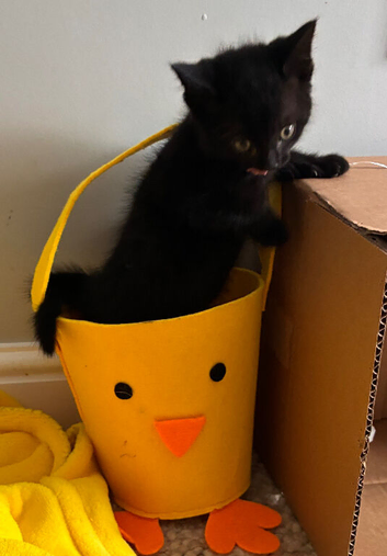 Kittens looking for forever homes