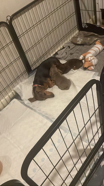 Male isabella miniature dachshund