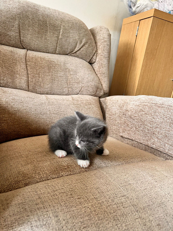 Part Bengal X