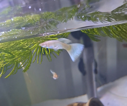 mixed platinu/topaz guppies