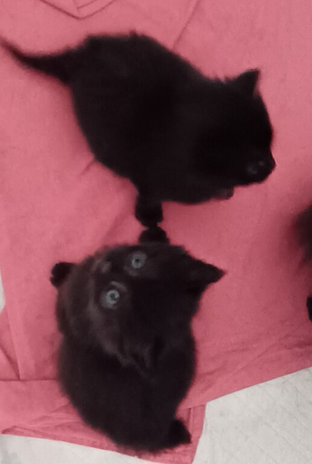 LONG HAIRED NORWEGIAN FOREST CAT CROSS KITTENS 2 GIRLS FOR SALE