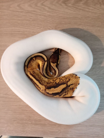 Ball pythons for sale