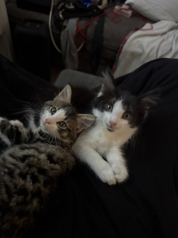 2 kittens