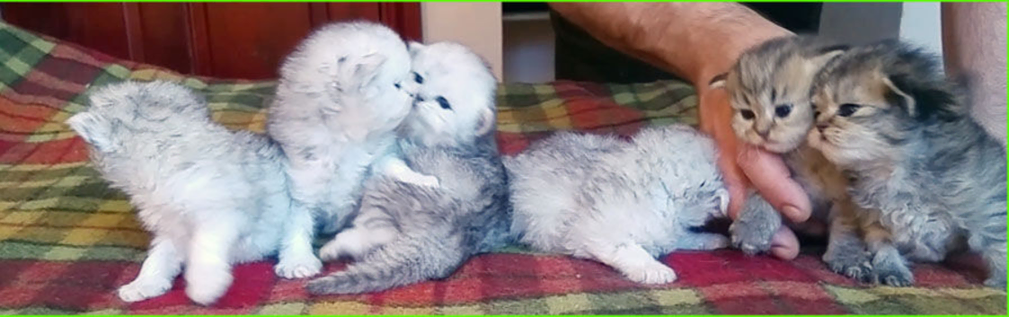 Chinchilla and golden chinchilla persian kittens