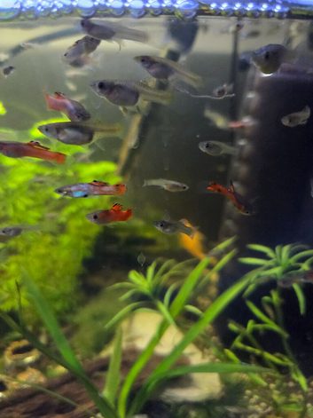 Male Guppies tropical