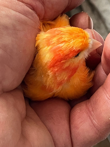 I have one pair red Canary for sale