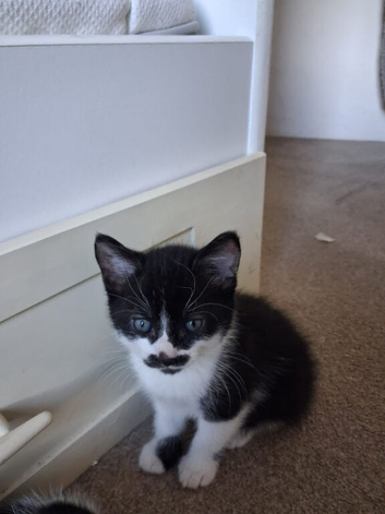 Kittens