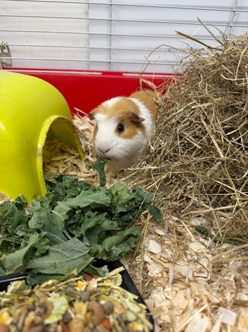 Two males guinea pigs for sale