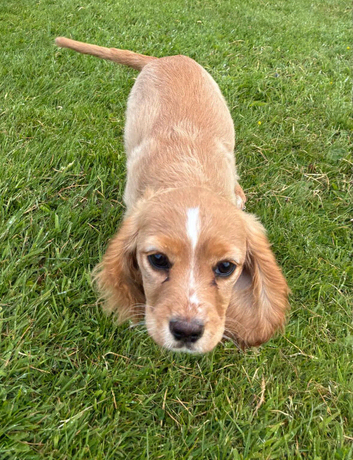 Cavacockerpoo puppy.