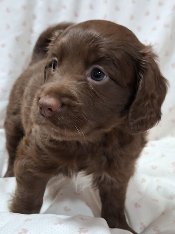 Cocker spaniel pups ( 2 REMAINING )