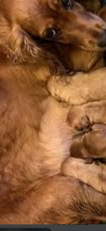 beautiful cockapoo puppies