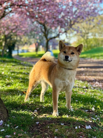 Shiba inu
