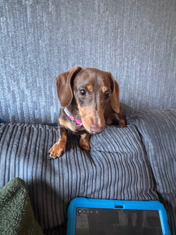 Two miniature dachshunds
