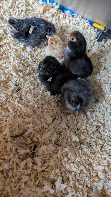 Day old hybrids