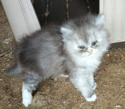 BSH X PERSIAN KITTEN