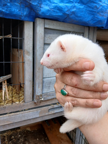 Kit ferrets
