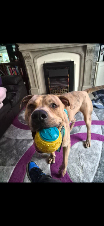 Experienced Home Needed