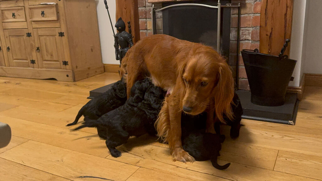 Cocker Spaniel