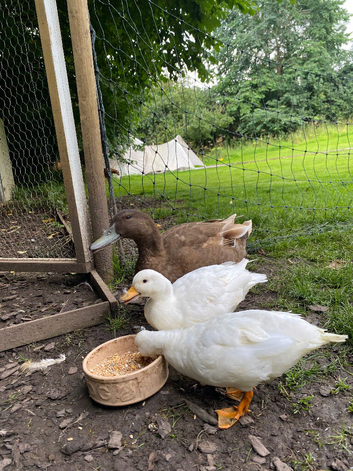 2 White Call Duck Drakes for sale