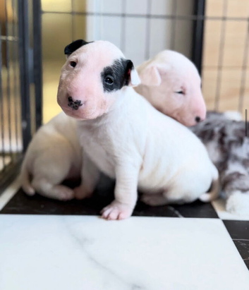Miniature English bull terrier puppies