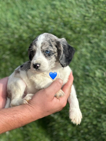 Outstanding Cocker Spaniel Puppies