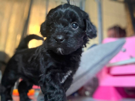Last little cavapoo x boy left