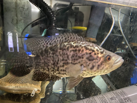 Jaguar female