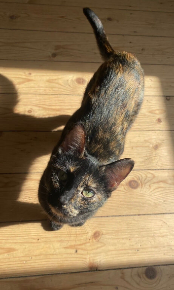 Female calico pippin