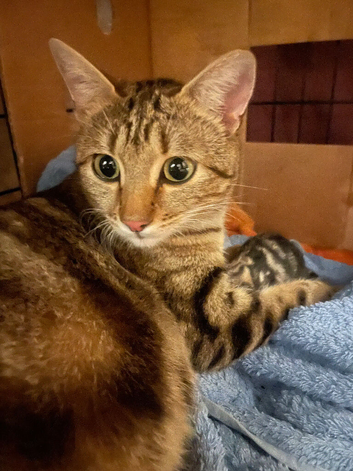 Stunning Rosette Striped Bengal kittens
